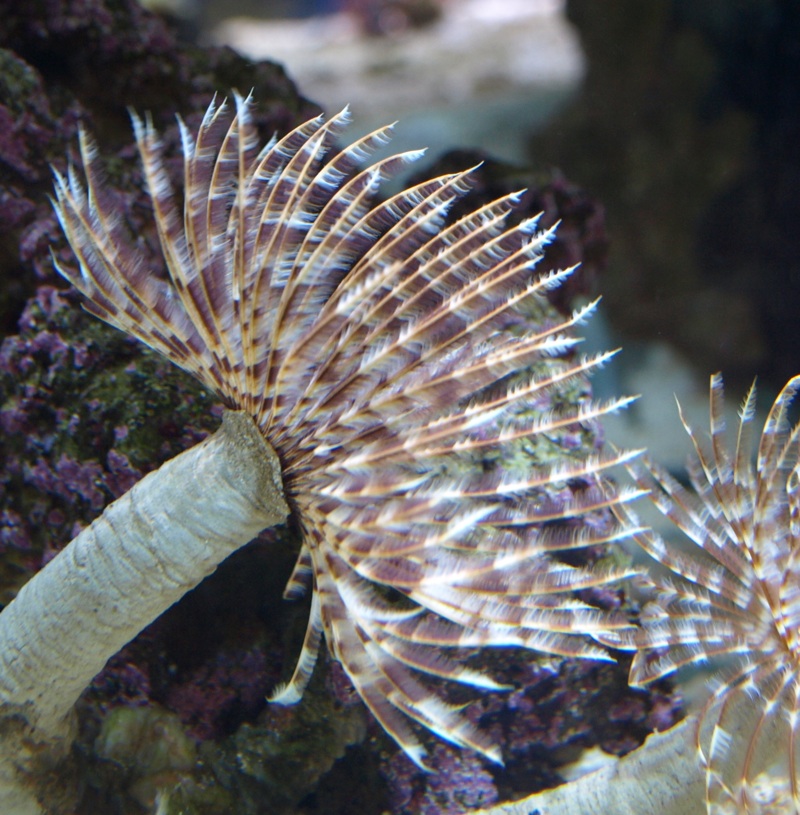 Giant Feather Duster Worm